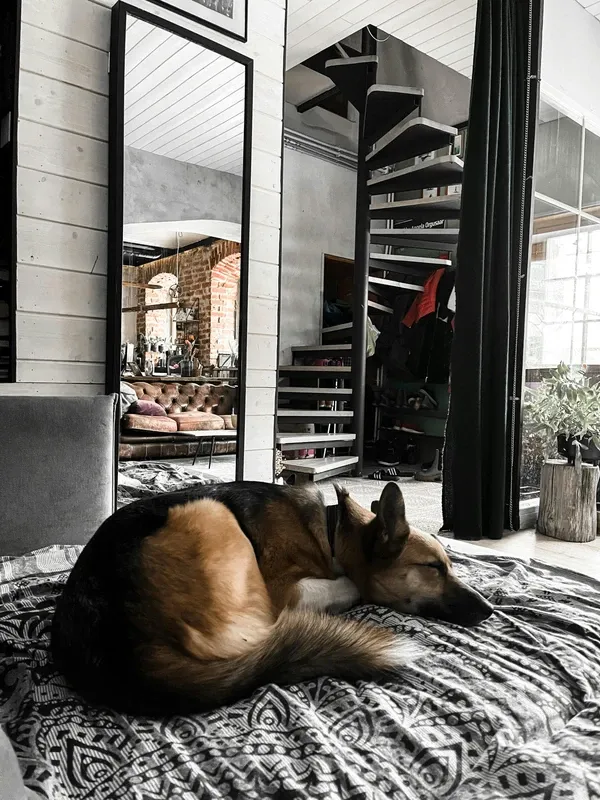 Hond