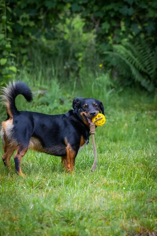 Spelen · Hond