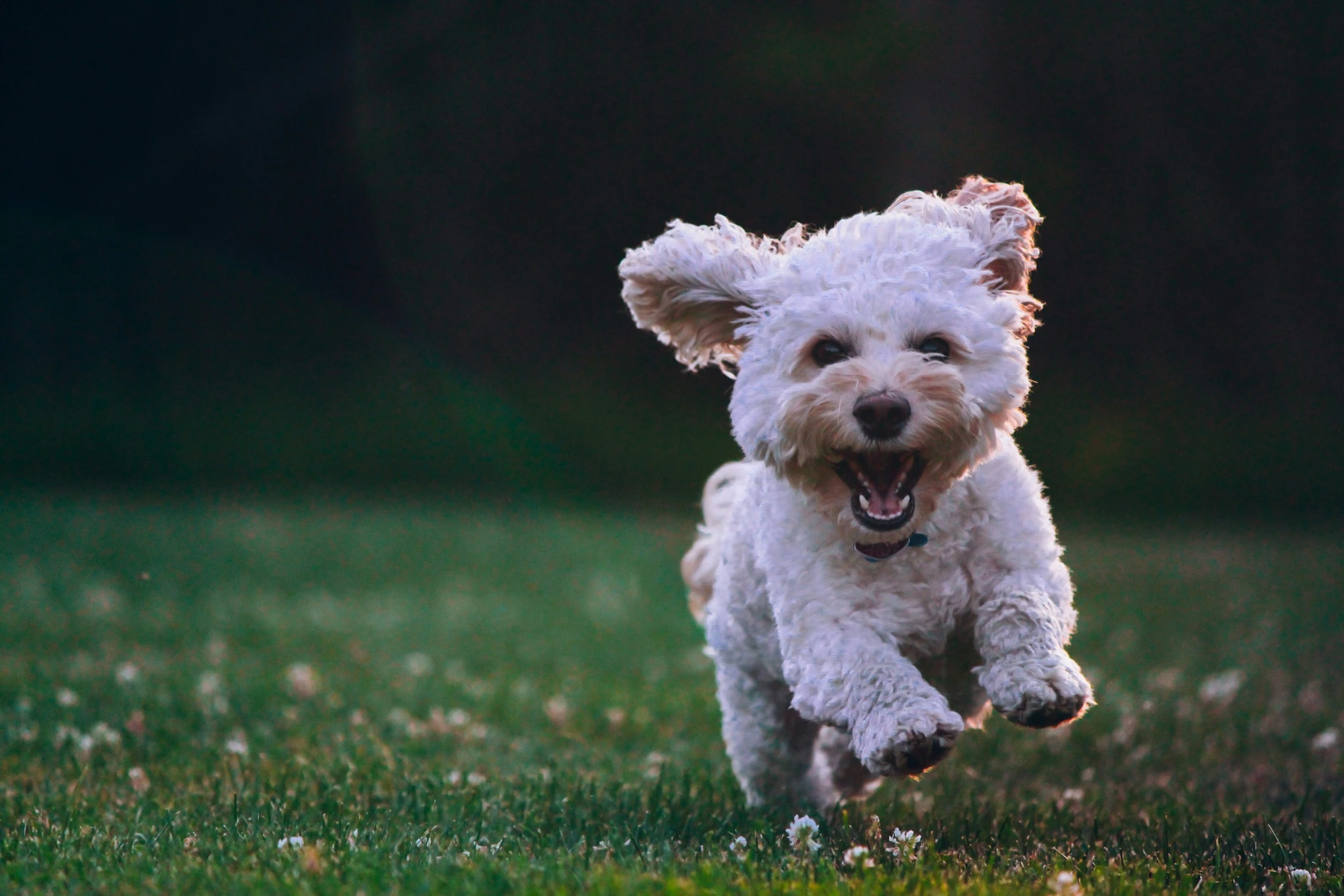 Een vrolijke witte hond rent door het gras