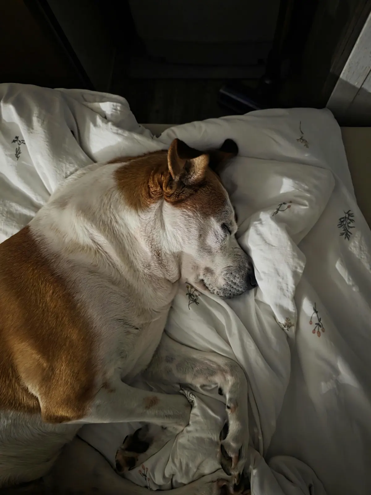 Sleeping dog on blanket